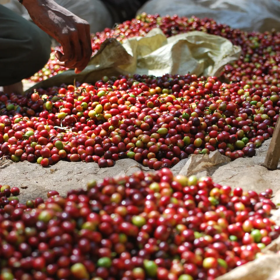 Distinguished Roasts,Exceptional Brews | Bean Exchange