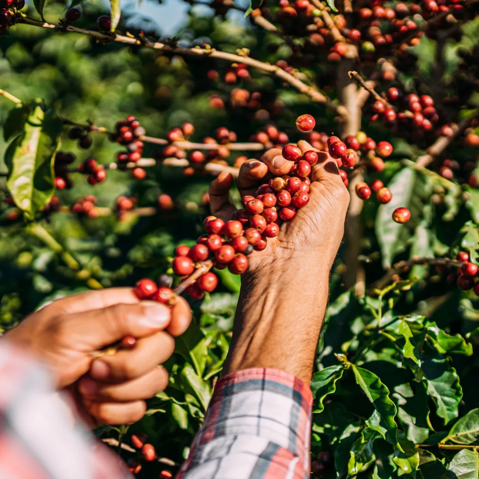Distinguished Roasts,Exceptional Brews | Bean Exchange